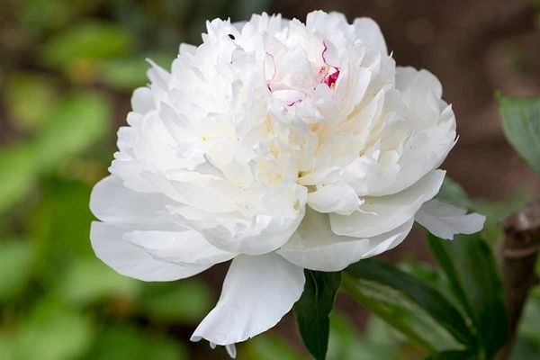 White Paeony Extract 