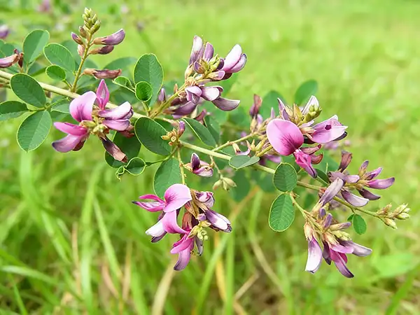 Lespedeza Capitata Plant Lespedeza Capitata Plant