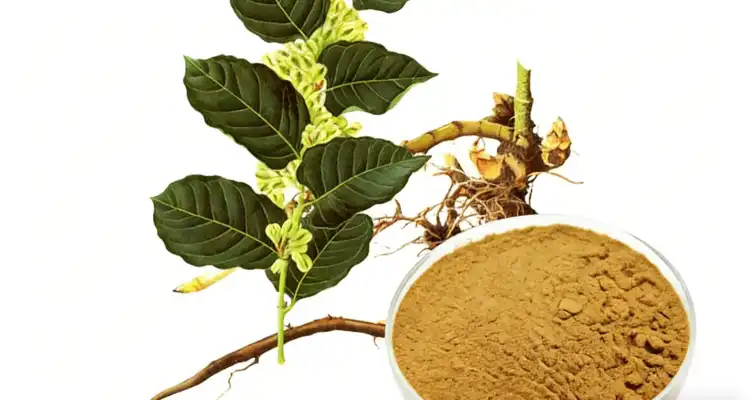 Polygonum Cuspidatum Extract Polygonum Cuspidatum Extract