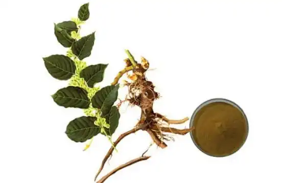 Polygonum Cuspidatum Extract Polygonum Cuspidatum Extract