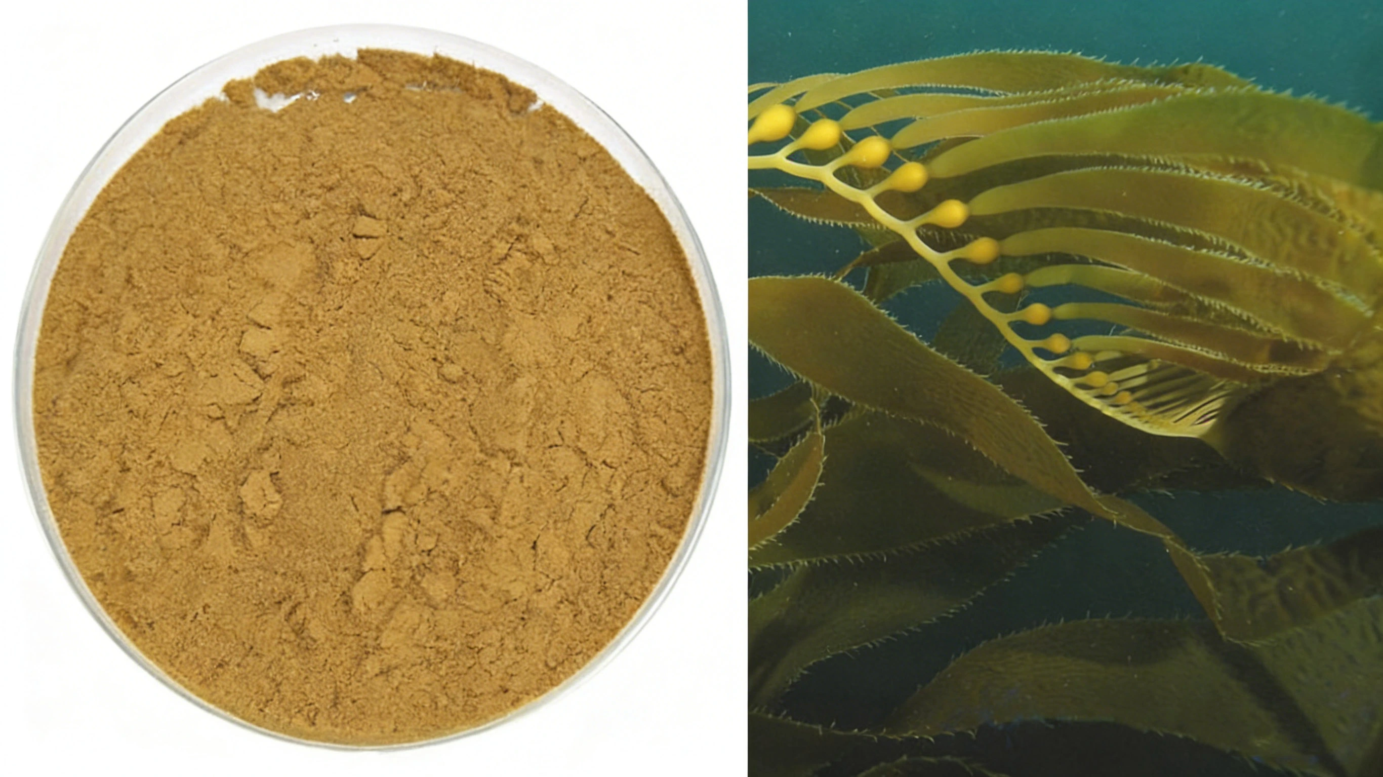 Brown Algae Extract Brown Algae Extract