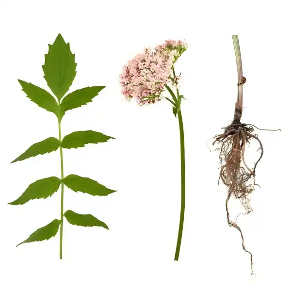 Valerian Root Extract Powder