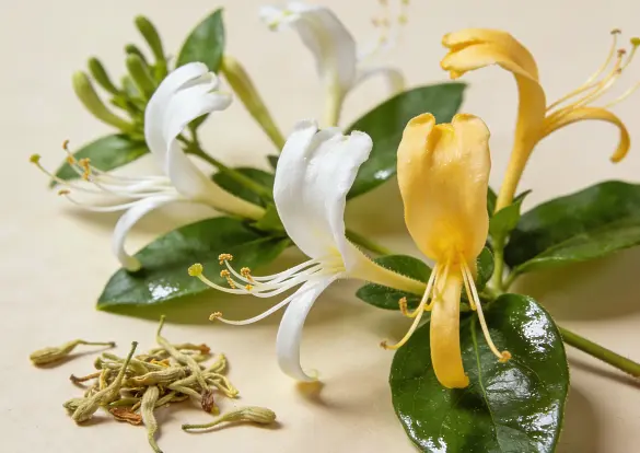 honeysuckle flower extract honeysuckle flower extract