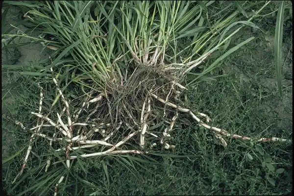 Couch Grass Rhizome Extract