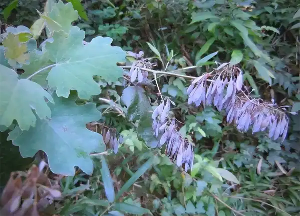 Macleaya Cordata Extract Macleaya Cordata Extract