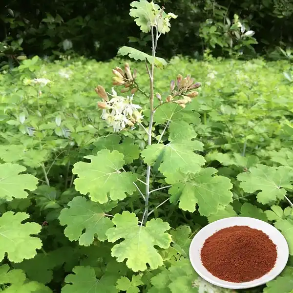 Macleaya Cordata Extract Macleaya Cordata Extract