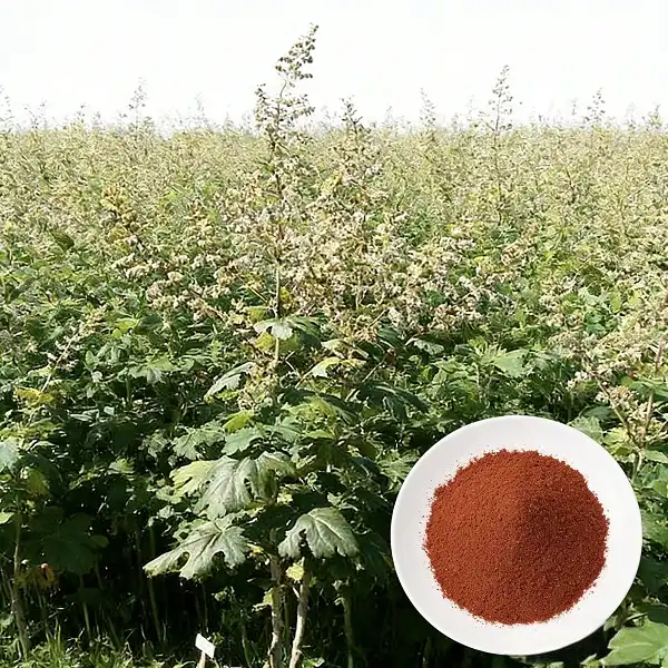 Macleaya Cordata Extract Macleaya Cordata Extract