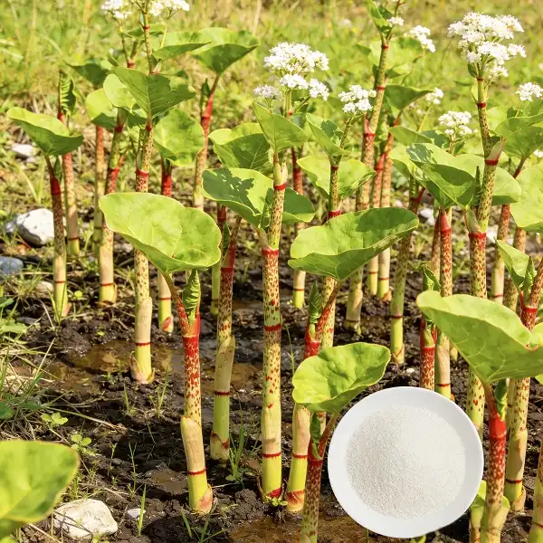 Polygonum Cuspidatum Extract