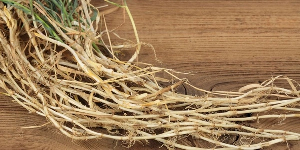 Couch Grass Rhizome Extract