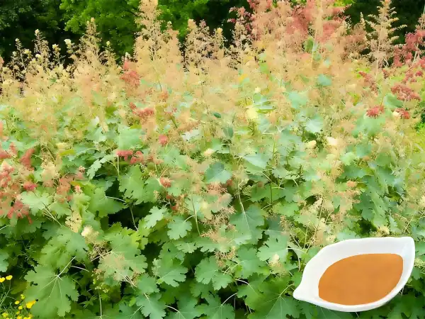 Macleaya Cordata Extract