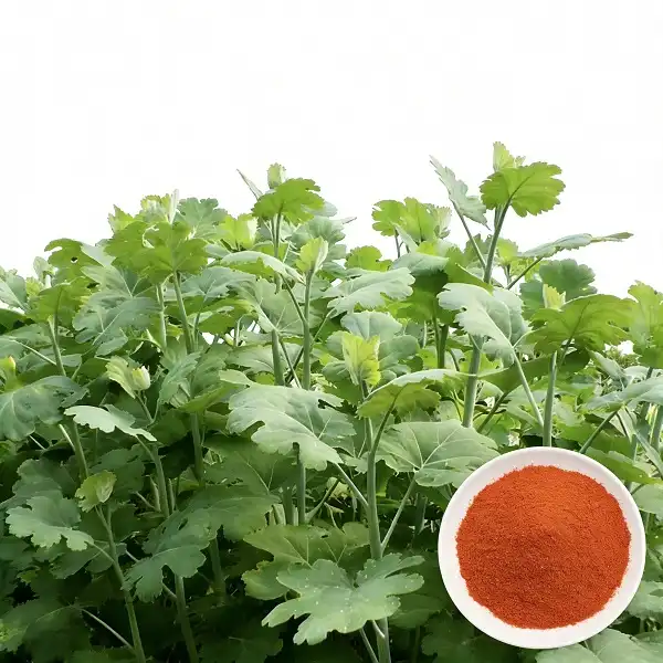Macleaya Cordata Extract 