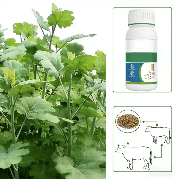 Macleaya Cordata Extract Macleaya Cordata Extract