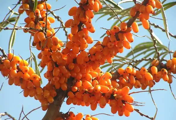 Organic Sea Buckthorn Seed Oil Organic Sea Buckthorn Seed Oil