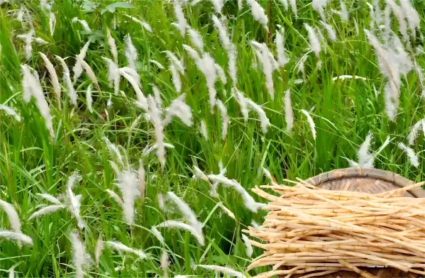 Couch Grass Rhizome Extract Couch Grass Rhizome Extract