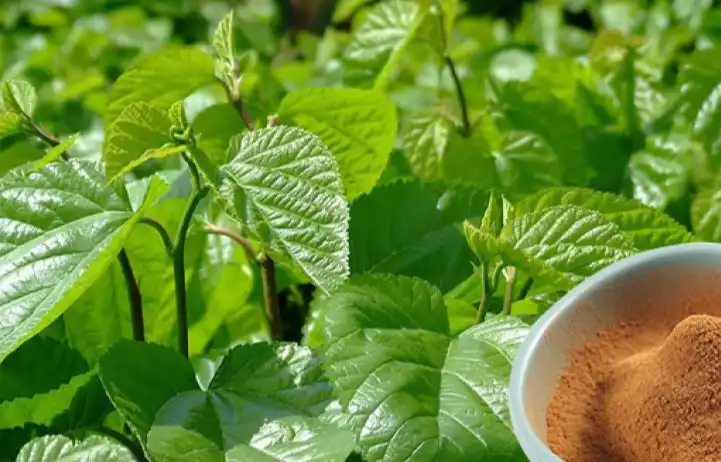 Mulberry Leaf Extract Powder Mulberry Leaf Extract Powder