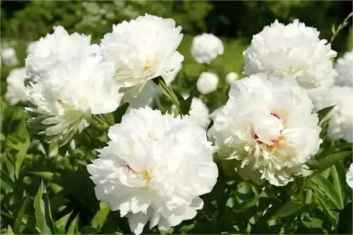 White Paeony Extract