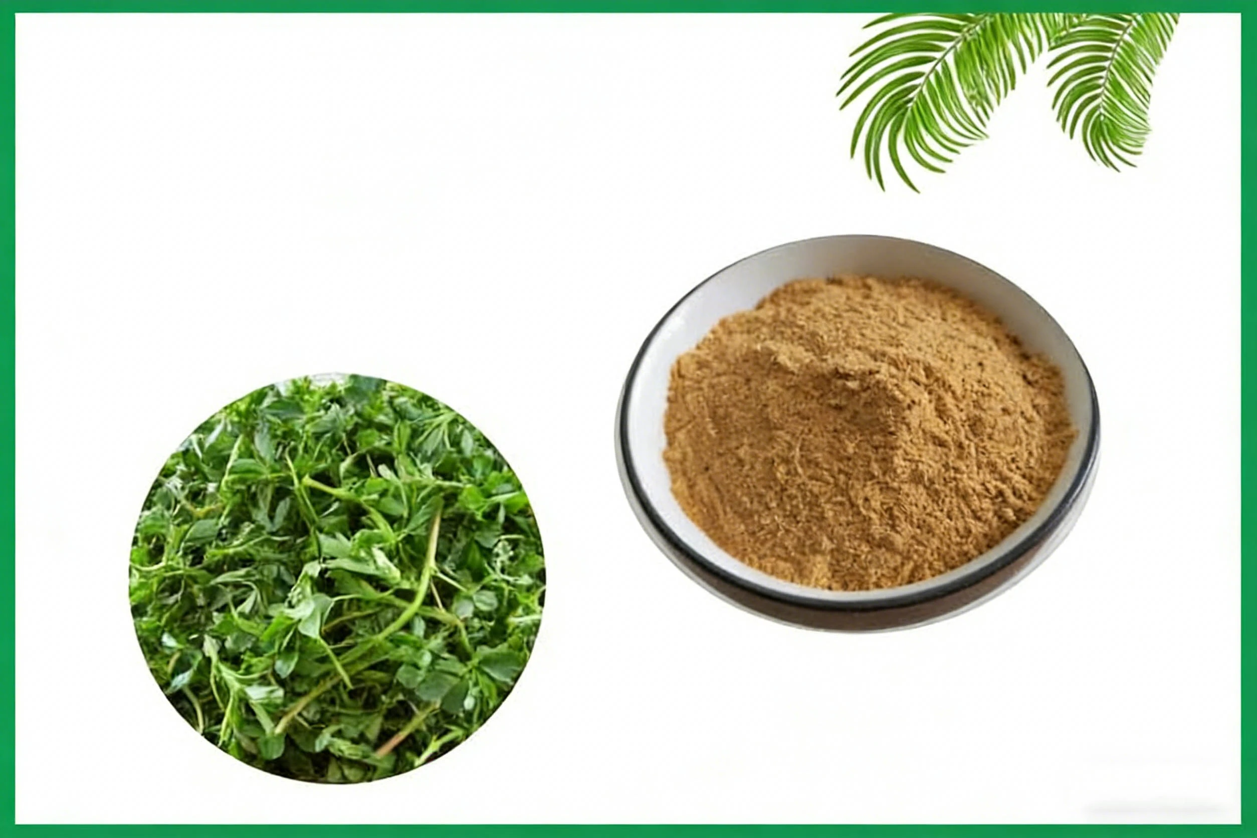 Alfalfa Extract Powder Alfalfa Extract Powder