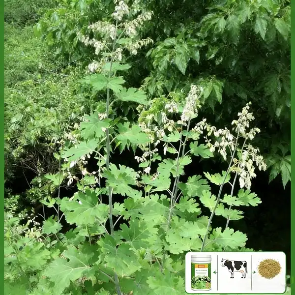 Macleaya Cordata Extract