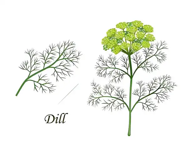 Dill Seed Extract Dill Seed Extract