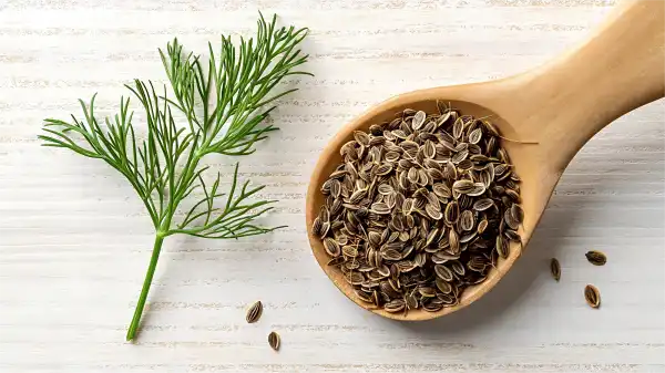 Dill Seed Extract Dill Seed Extract