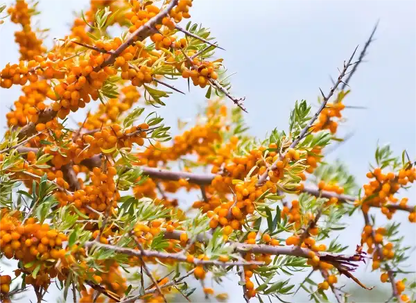 Organic Sea Buckthorn Seed Oil
