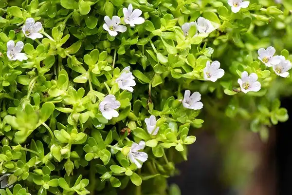 Bacopa Monnieri Extract Powder Bacopa Monnieri Extract Powder
