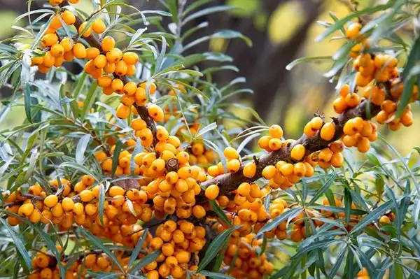 Organic Sea Buckthorn Seed Oil Organic Sea Buckthorn Seed Oil