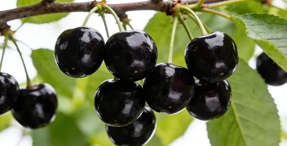 Black Cherry Juice Powder