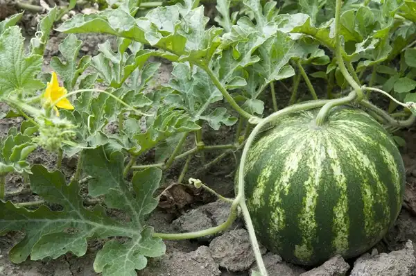 Watermelon Powder