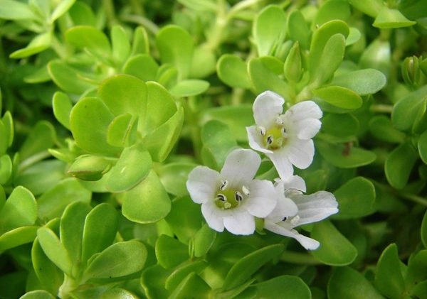 Bacopa Monnieri Extract Powder