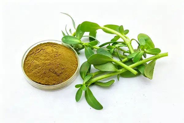 Bacopa Monnieri Extract Powder