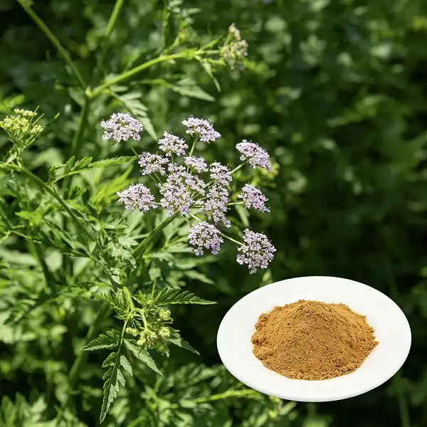 Valerian Root Extract Powder