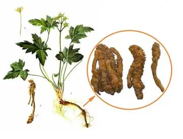 Rhizoma Coptidis Powder Rhizoma Coptidis Powder