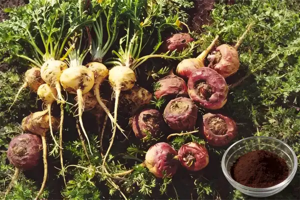 Maca Extract Powder