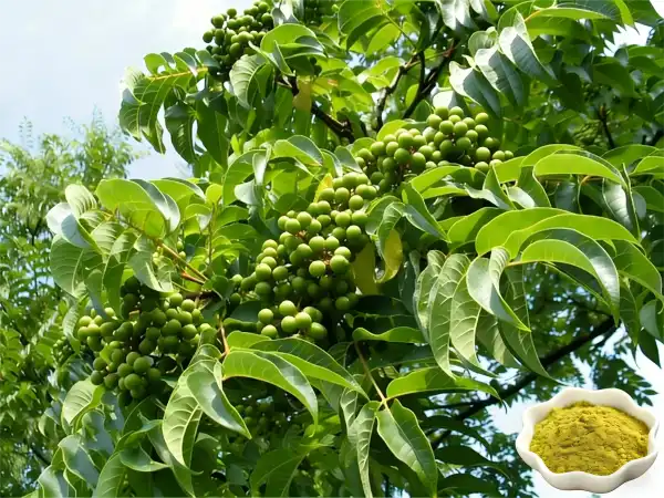 Cortex Phellodendri Powder Cortex Phellodendri Powder