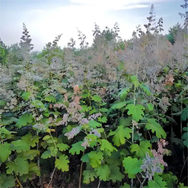 Macleaya Cordata Extract Macleaya Cordata Extract