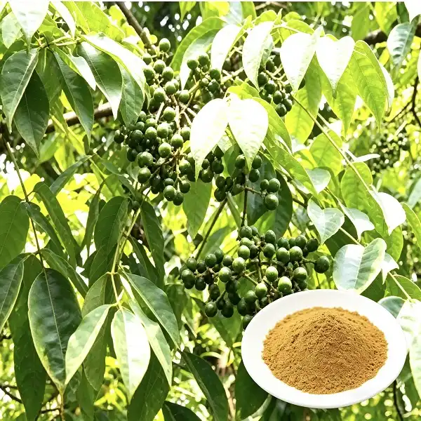 Cortex Phellodendri Powder