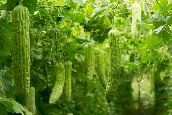 Bitter Melon Extract Powder Bitter Melon Extract Powder