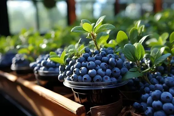 Blueberry Extract Powder