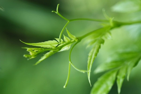 Vine Tea Extract