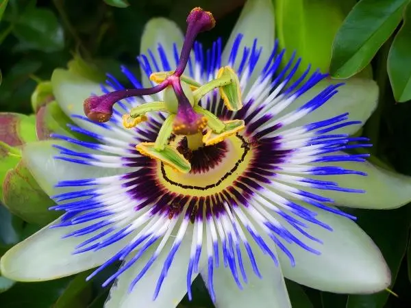 Passionflower Extract Powder