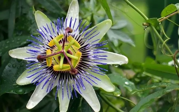 Passionflower Extract Powder Passionflower Extract Powder