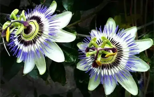 Passionflower Extract Powder