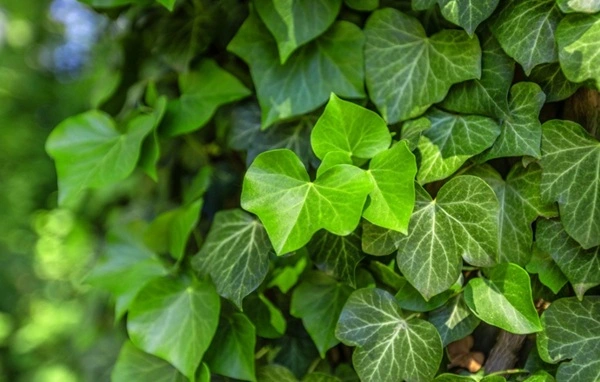 Ivy Extract Powder Ivy Extract Powder