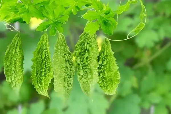 Bitter Melon Extract Powder