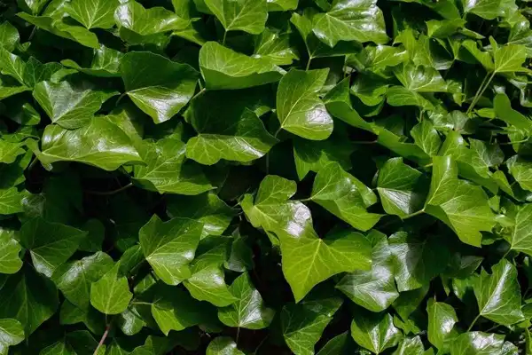 Ivy Extract Powder