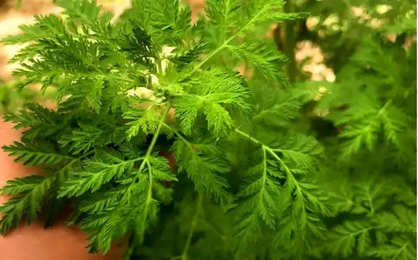 Artemisinin Powder Artemisinin Powder