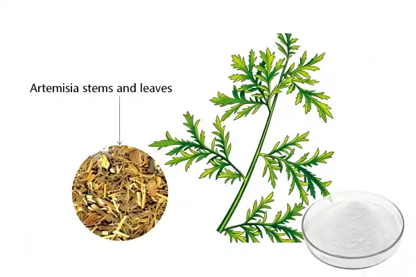 Artemisinin Powder