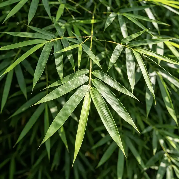 Bamboo Leaf Extract Bamboo Leaf Extract