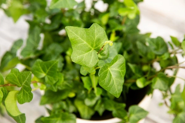 Ivy Extract Powder Ivy Extract Powder